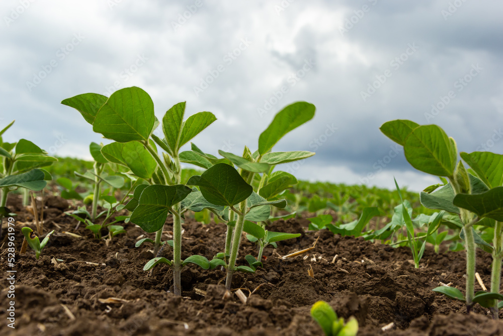 Agricultural soy plantation on sunny day - Green growing soybeans plant against sunlight Agricultural soy plantation on sunny day - Green growing soybeans plant against sunlight