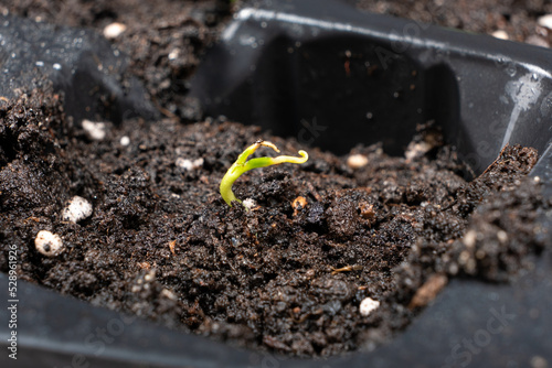 Growing peppers from seeds. Step 4 - First Sprout