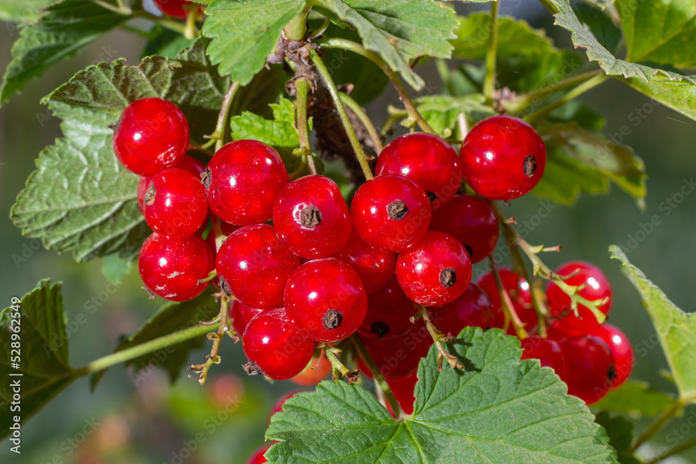 red currant grows on a bush in the garden, berry, harvest, summer, plant red currant grows on a bush in the garden, berry, harvest, summer, plant