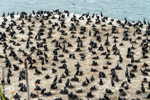 Shore with many black oystercatchers (Haematopus bachmani) photo