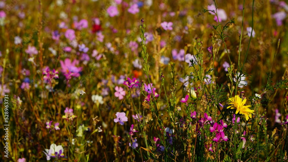 Obraz premium Flower carpet with a small yellow dandelion on the foreground