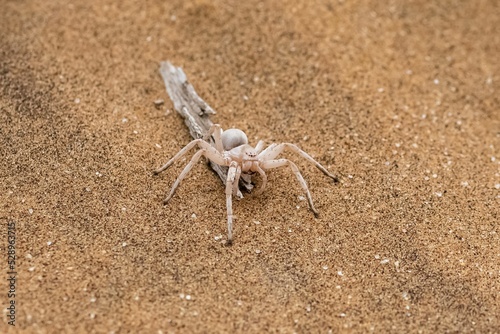 Namibia, dancing white lady spider
 photo