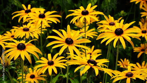 Many yellow bright coneflowers with brown center