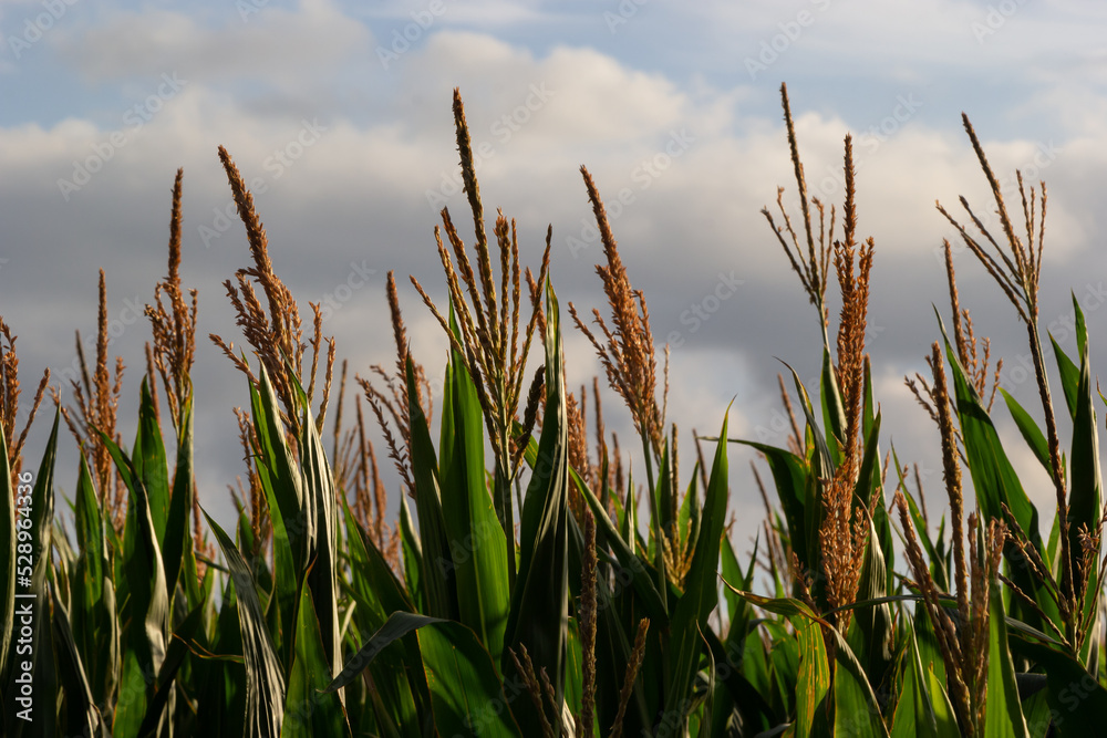 Fototapeta premium close up Corn field in the countryside, The larvae are not harvested, Many yong maize grown for harvest to sell to food factory