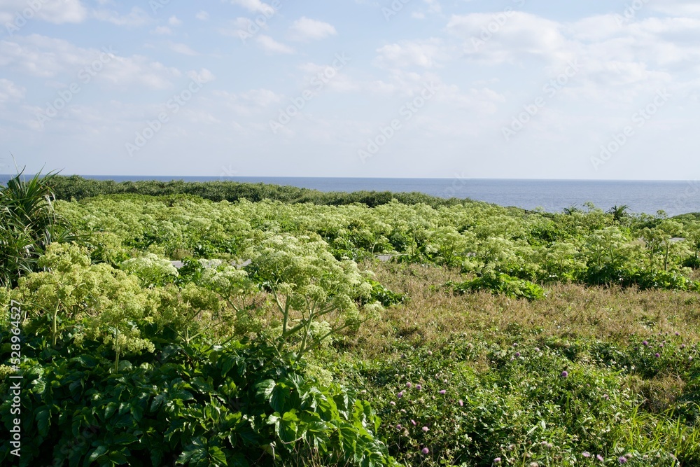 A plaza with an expanse of vegetation in Cap e Higashi-Hennazaki Park