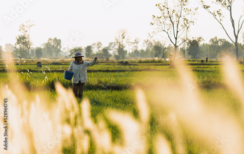 Shade and foreground sunlight hits Blady grass flowers. Farmer walking in rice paddy field of Thailand. And sowing fertilizer to accelerate the growth of rice plants.