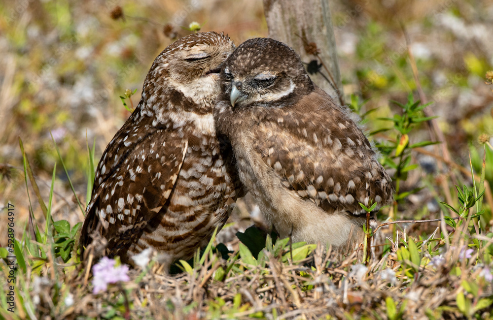 Sweet cuddles and kiss shared by Burrowing Owls Sweet cuddles and kiss shared by Burrowing Owls
