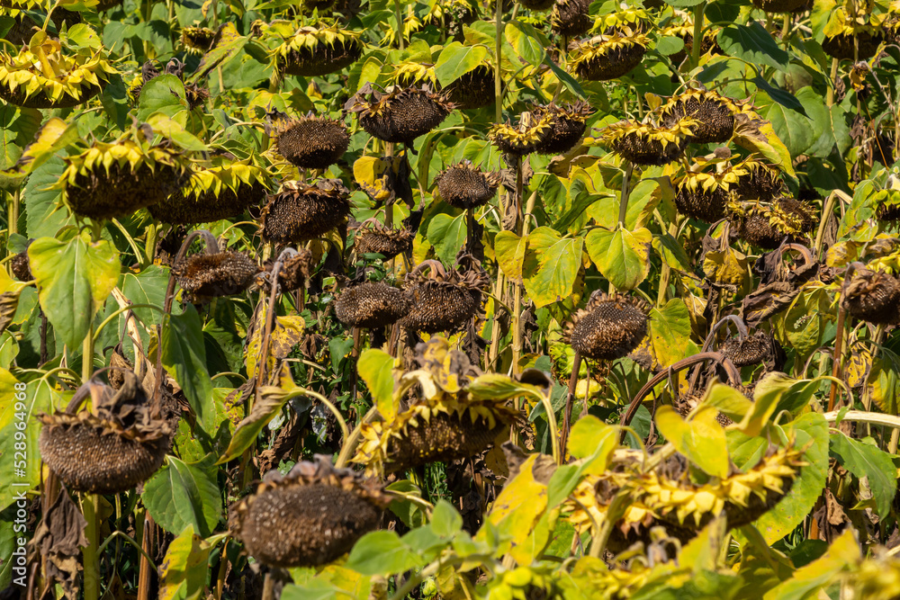 Closeup of dried ripe sunflowers on a sunflower field awaiting harvest on a sunny day. Field agricultural crops Closeup of dried ripe sunflowers on a sunflower field awaiting harvest on a sunny day. Field agricultural crops