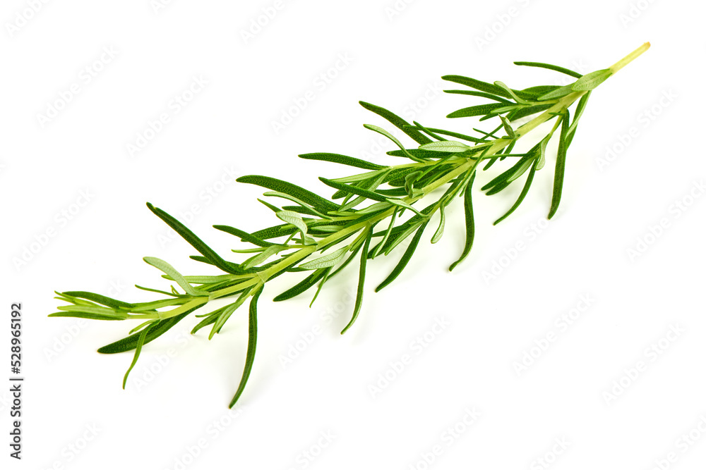 Fototapeta premium Rosemary twig, isolated on white background.