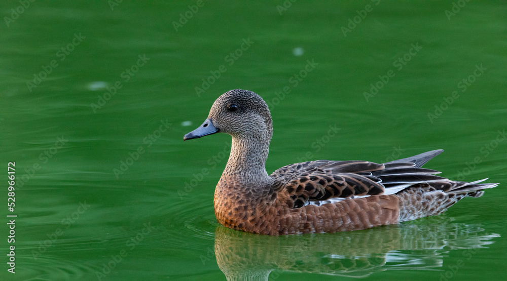 Female American Wigeon on community pond at Fort Lowell Park in Tucson, Arizona Female American Wigeon on community pond at Fort Lowell Park in Tucson, Arizona
