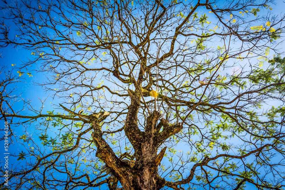 Tree and its branches against the blue sky at Tiradentes, State of Minas Gerais, Brazil. Tree and its branches against the blue sky at Tiradentes, State of Minas Gerais, Brazil.