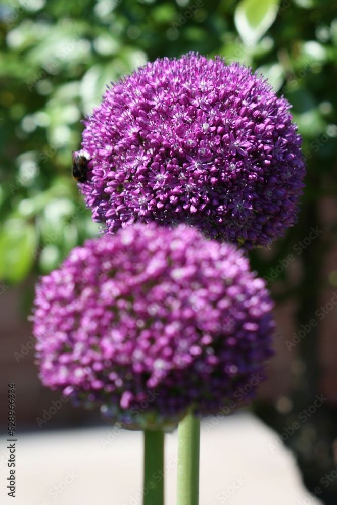 Obraz premium allium