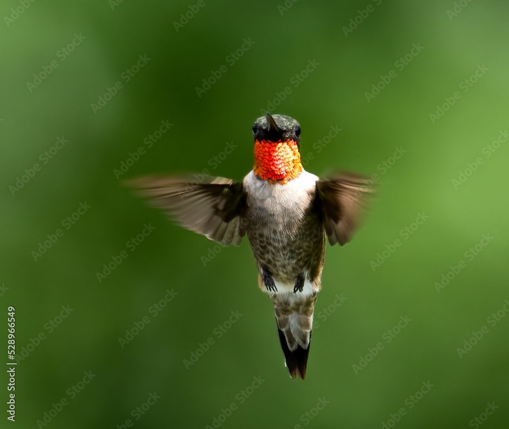 Fototapeta premium Hummingbirds in flight