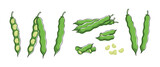 Green beans illustrations. Collection of clipart with haricot.
