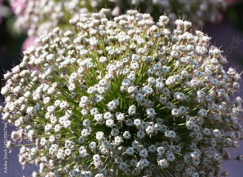 allium photo