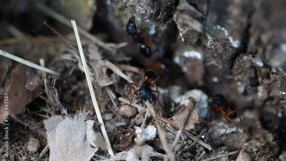 Close up macro view of black ants hill working on ground nest, animal insect wildlife Close up macro view of black ants hill working on ground nest, animal insect wildlife