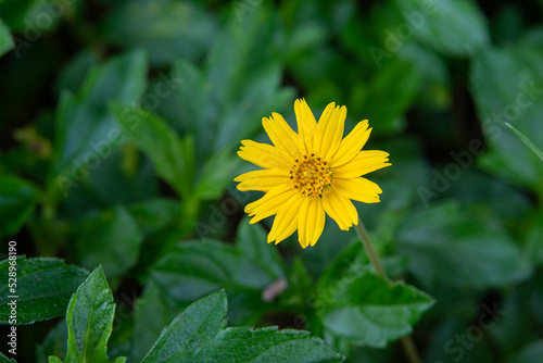 Melampodium divaricatum Little Yellow Star