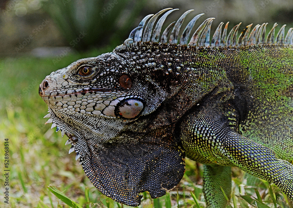 Fototapeta premium iguana, beautiful reptile in a garden