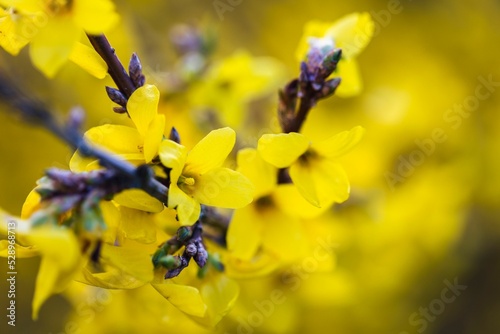 Closeup of the yellow blossoms of Forsythia koreana tree photo