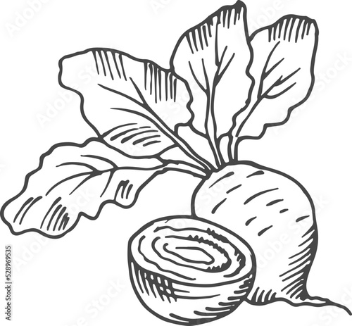 Beet root. Hand drawn cutted vegetable. Farm plant