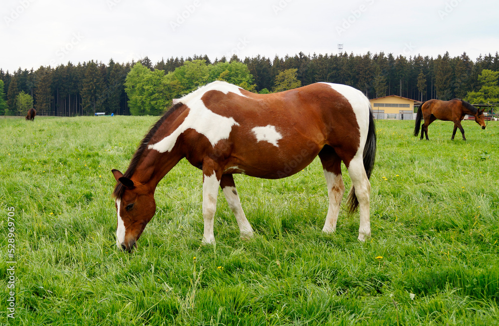 a beautiful brown with white Skewbald stallion grazing in the Bavarian village Birkach on a gloomy day in May (Bavaria, Germany)