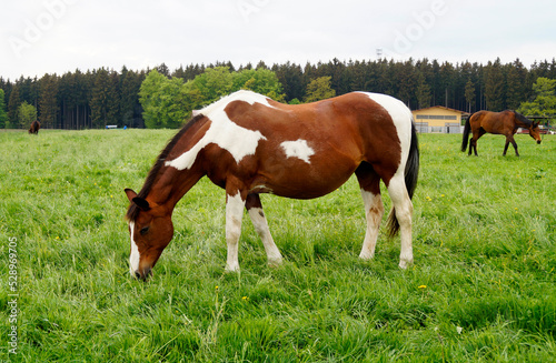 a beautiful brown with white Skewbald stallion grazing in the Bavarian village Birkach on a gloomy day in May  Bavaria  Germany 