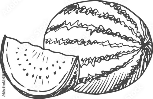 Watermelon sketch. Whole and slice. Summer sweet engraving