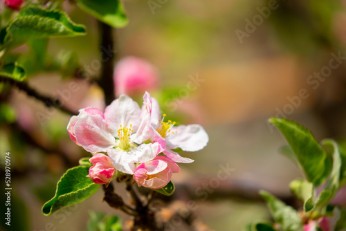 Spring blooming sakura trees. Pink flowers Sakura Spring landscape with blooming pink tree. Beautiful sakura garden on a sunny day.Beautiful concept of romance and love with delicate flowers.