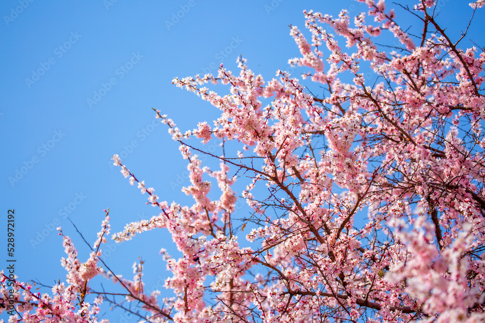 Spring cherry blossoms against a blue sky. Pink flowers spring landscape with blooming pink tree. Beautiful sakura garden on a sunny day. Beautiful concept of romance and love with delicate flowers. Spring cherry blossoms against a blue sky. Pink flowers spring landscape with blooming pink tree. Beautiful sakura garden on a sunny day. Beautiful concept of romance and love with delicate flowers.