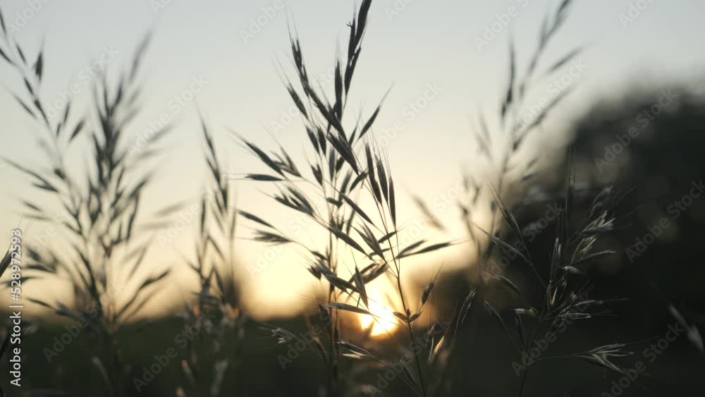 Wild Grass Swaying Swaying in Wind With Beautiful Sunset Background in Slow Motion. Ecosystem Nature Environment, Relaxation Lifestyle and Seasonal Concepts. Summer In Herb Meadow On Countryside.
