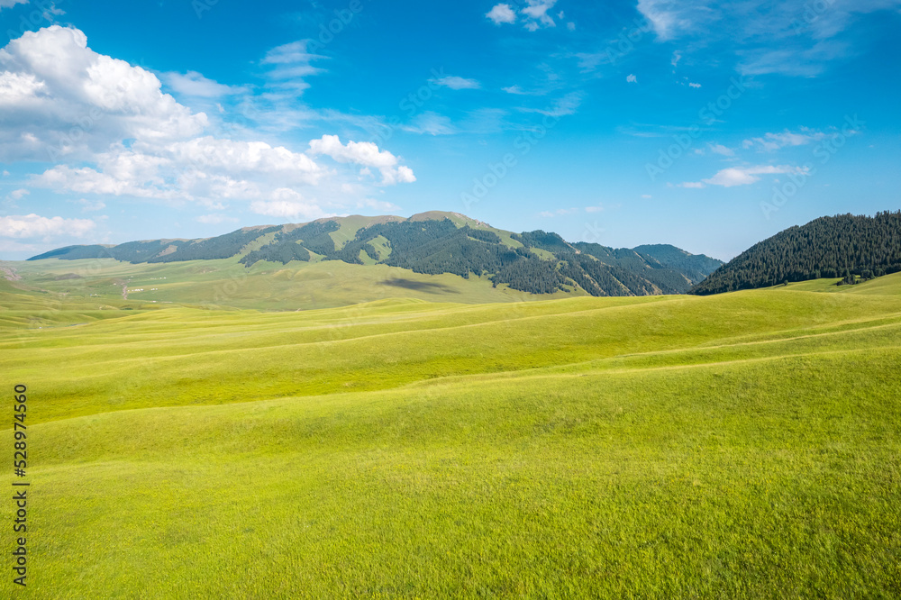 forest & grassland scenery in Xinjiang China