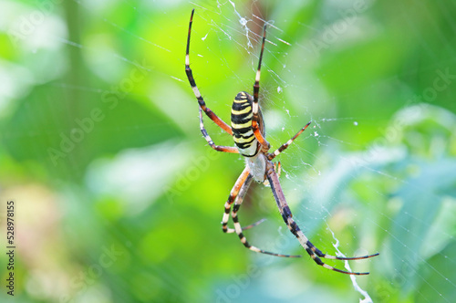 A spider on a web eats an insect