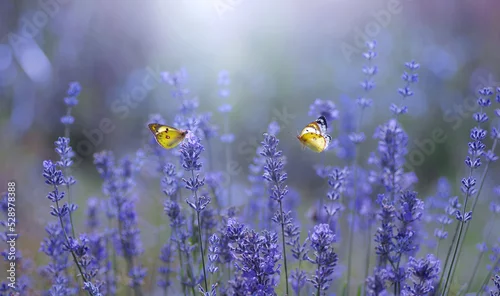 Obraz Motyle na polu lawendy