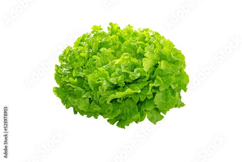 Batavia green lettuce salad head isolated transparent png. Leafy vegetable. French crisp.