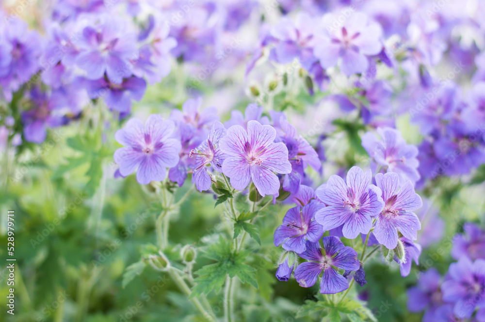 geraniums flowering in an english summer garden with honey bee's collecting pollen