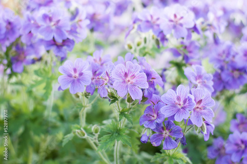 geraniums flowering in an english summer garden with honey bee s collecting pollen