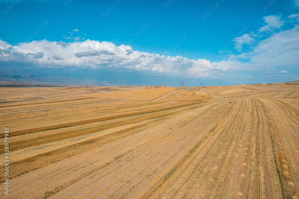 wheatland in Xinjiang China