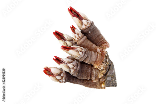 Fototapeta Naklejka Na Ścianę i Meble -  Percebes or goose neck barnacle seafood bunch isolated transparent png.Pollicipes pollicipes