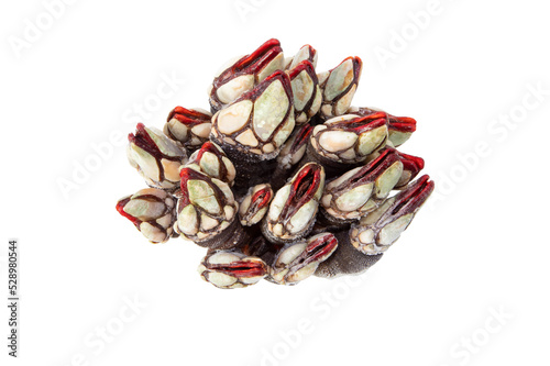 Fototapeta Naklejka Na Ścianę i Meble -  Goose neck barnacle seafood bunch isolated transparent png.Pollicipes pollicipes