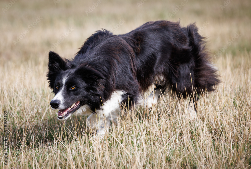 Boder Collie sheepdog stalking, creeping in a field