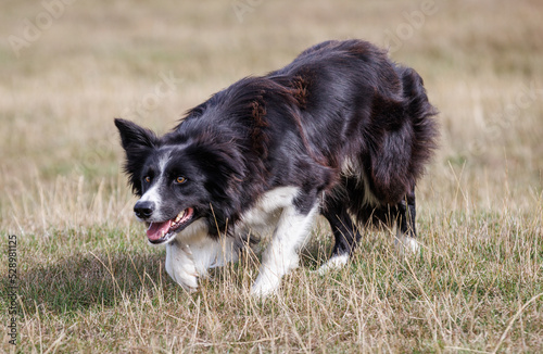 Boder Collie sheepdog stalking, creeping in a field photo