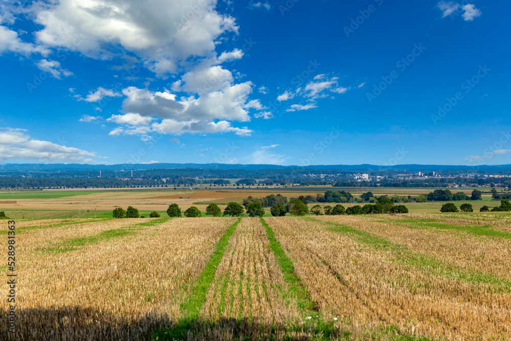 Fields and blue sky with clouds. Summer landscape.