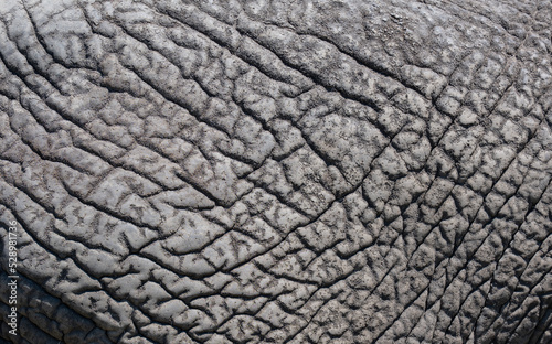 Hintergrund Nahaufnahme von einer Elefantenhaut 