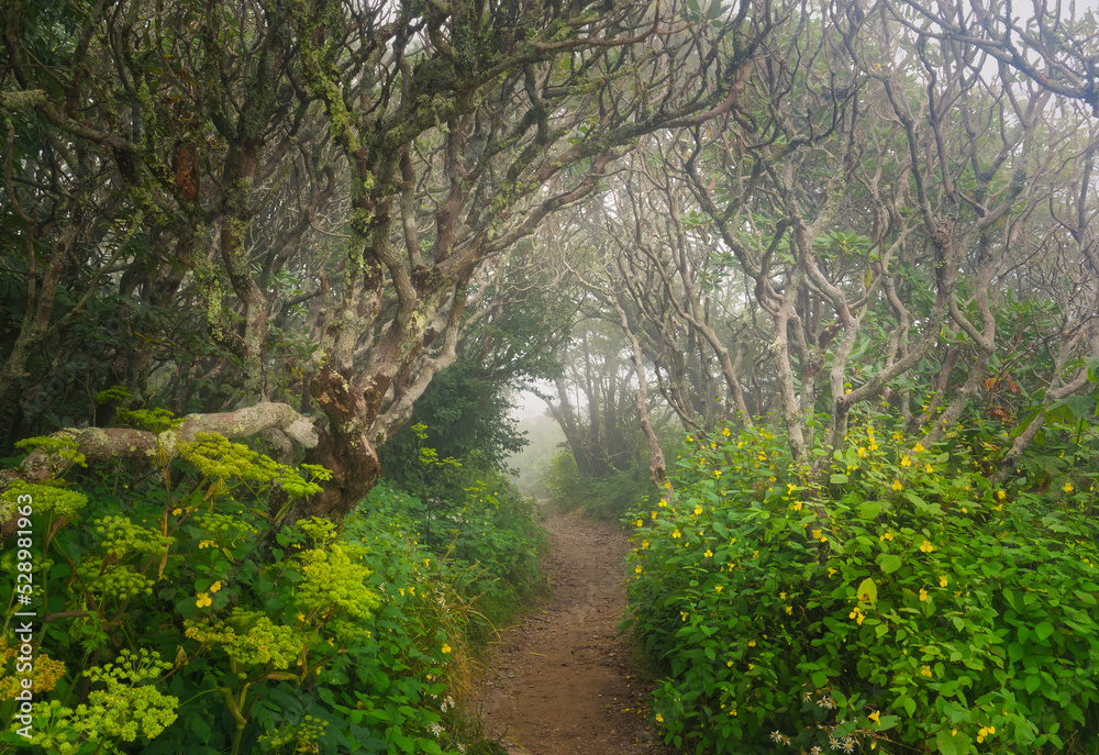 A misty dirt trail through twisted, gnarly trees at the Craggy Gardens in the forest at the Blue Ridge Parkway in NC. A misty dirt trail through twisted, gnarly trees at the Craggy Gardens in the forest at the Blue Ridge Parkway in NC.