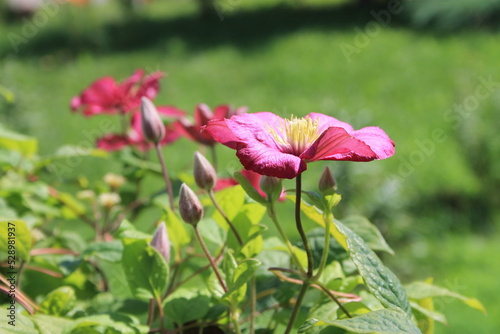 climatis