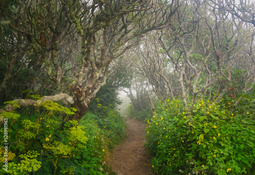 A misty dirt trail through twisted, gnarly trees at the Craggy Gardens in the forest at the Blue Ridge Parkway in NC.