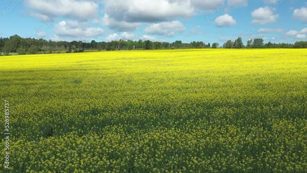 Drone video of a field of canola flowers with the sun advancing on the yellow flowers in the countryside of St-Tharcicius near Matane in Gaspesie. Drone video of a field of canola flowers with the sun advancing on the yellow flowers in the countryside of St-Tharcicius near Matane in Gaspesie.
