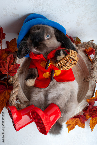 a small rabbit lies in clothes in red boots  a blue hat  in a red jacket with a basket woven. autumn season mushroom rabbit
