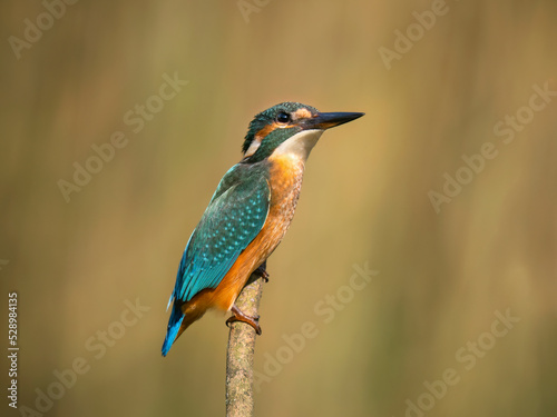 kingfisher on a branch