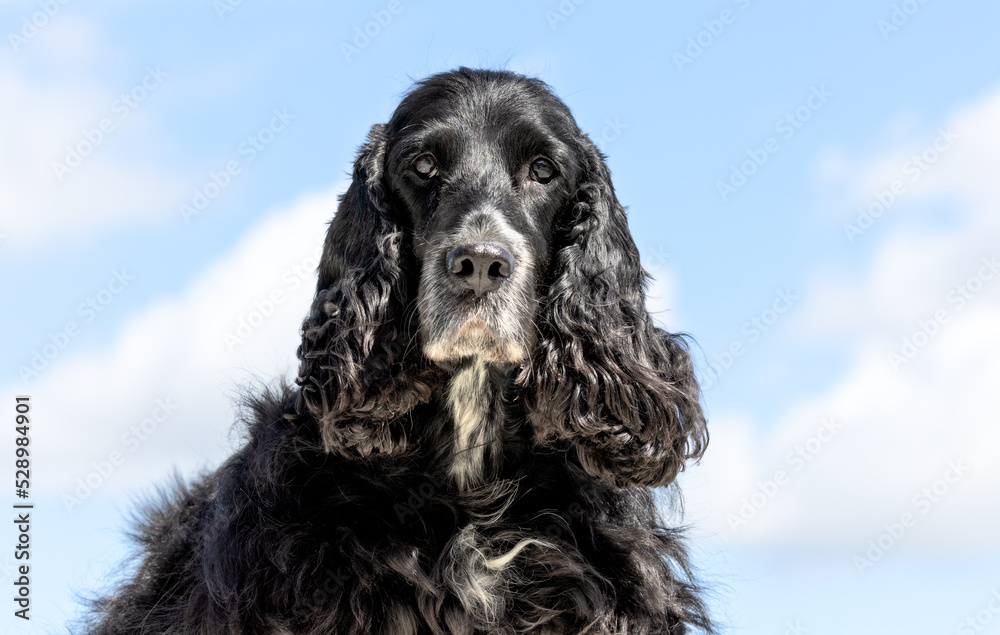Cocker Spaniel Cocker Spaniel